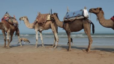 Sloughi köpekleri (Arap tazısı, Kuzey Afrika tazısı) Essaouira, Fas sahilinde develere (dromedary) yakın. Yavaş çekim. 