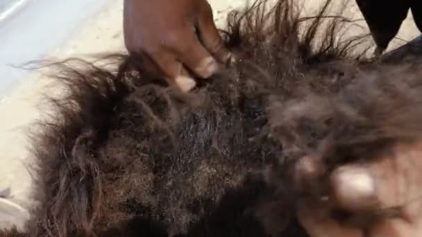 Sebuah Unta Dromedary Sedang Dipersiapkan Seorang Pria Adalah Menghapus Rambut — Stok Video