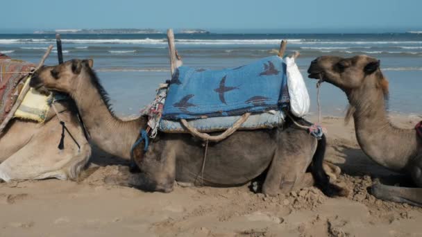 Dromedari Cammelli Masticare Attesa Turisti Sulla Spiaggia Essaouira Marocco Vista — Video Stock