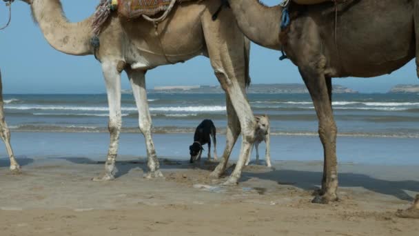 Silhouetten Van Twee Sloughi Honden Arabische Windhond Noord Afrikaanse Windhond — Stockvideo