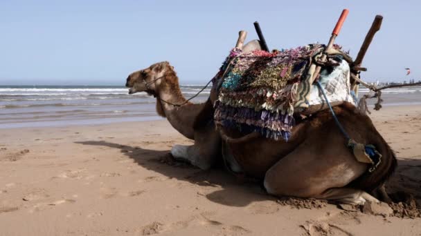 Dromadaire Chameau Surplombe Mer Tout Mâchant Attend Les Touristes Plage — Video