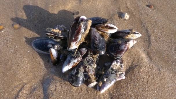 Closeup Saltwater Mussels Clams Sand Beach Essaouira Morocco — Stock Video