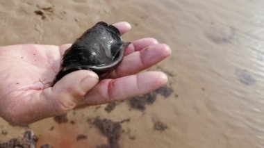 Fas 'ın Essaouira sahilinde balıkçı elinde bir deniz sümüklüböceği tutuyor..