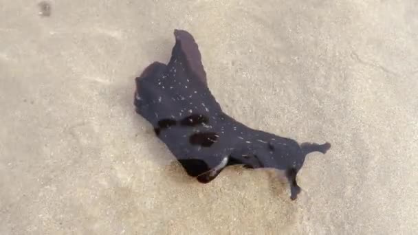 Primer Plano Una Babosa Mar Manchada Agua Playa Essaouira Marruecos — Vídeos de Stock