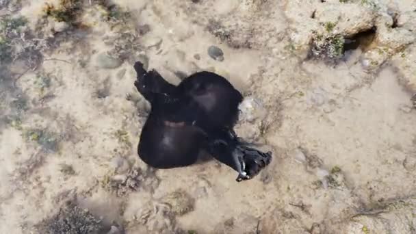 Close Van Een Zeeslak Het Water Aan Het Strand Van — Stockvideo