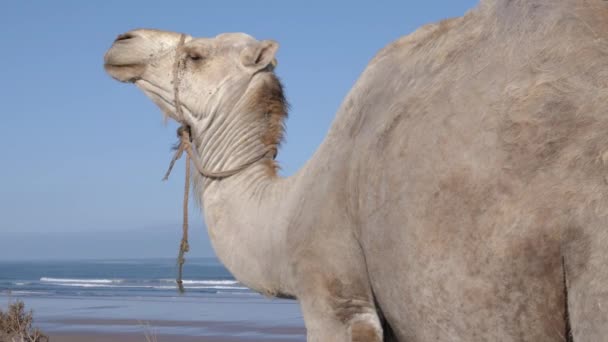 Camelo Dromedário Está Comendo Mastigando Enquanto Olha Sobre Praia Essaouira — Vídeo de Stock