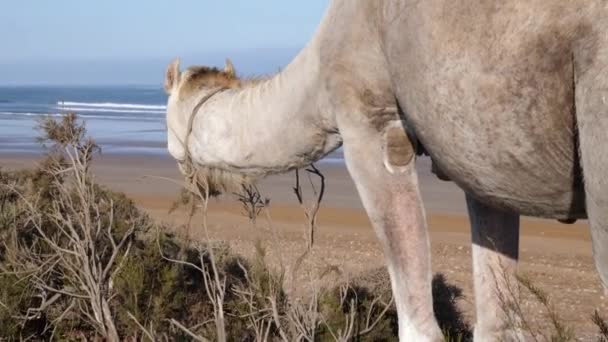 Cammello Dromedario Mangia Cespuglio Sulla Spiaggia Essaouira Marocco Destinazione Turistica — Video Stock