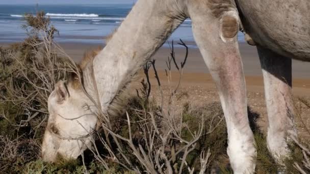 Camelo Dromedário Come Arbusto Praia Essaouira Marrocos Destino Turístico Viagem — Vídeo de Stock