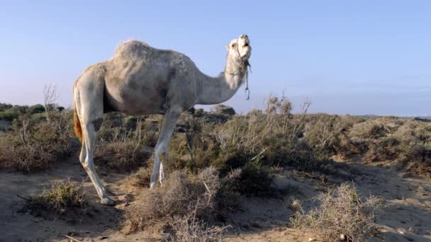 Μια Καμήλα Δρομάκι Τρώει Από Ένα Θάμνο Στην Παραλία Της — Αρχείο Βίντεο