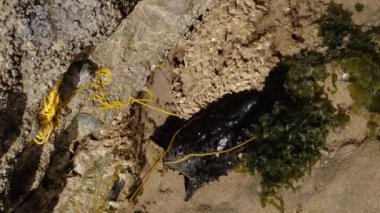 Fas 'ın Essaouira sahilinde yumurtlayan deniz tavşanı (deniz salyangozu). Hayvanlar doğal ortamlarında.