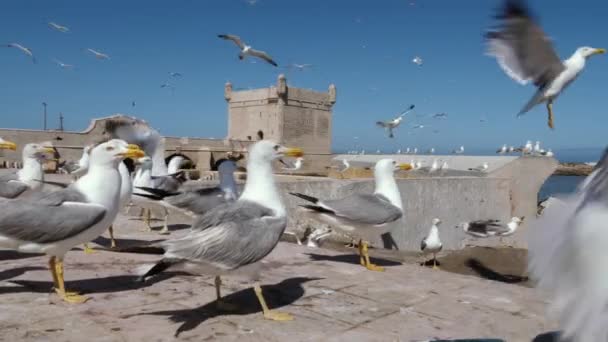 Zeemeeuwen Eten Visrestjes Scala Van Haven Essaouira Toeristische Reisbestemming Marokko — Stockvideo