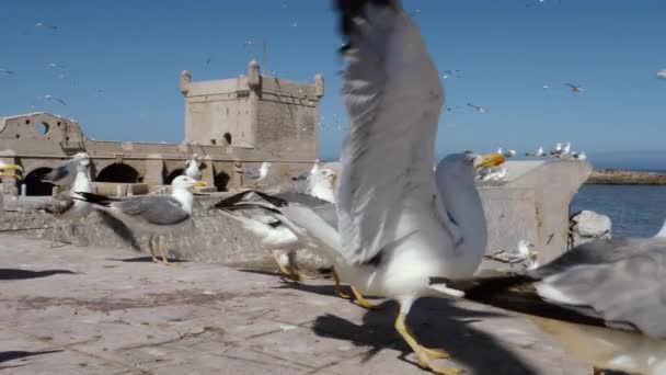 Zeemeeuwen Eten Visrestjes Scala Van Haven Essaouira Toeristische Reisbestemming Marokko — Stockvideo