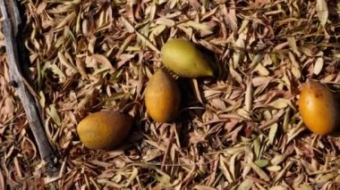 Olgun Argan fındıkları hasat için yerde yatıyordu. Fındıklar ünlü Argan yağına yağ asitleri bakımından zengindir ve yemek ve kozmetikte kullanılır..