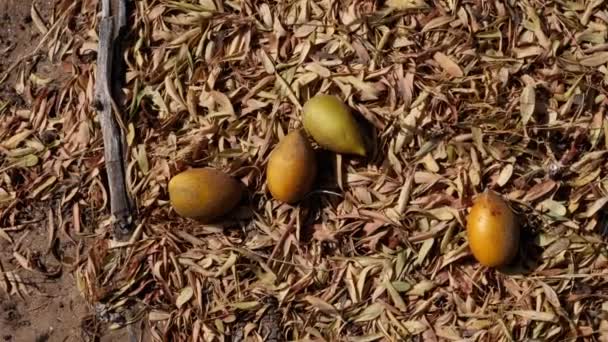 成熟的Argan坚果躺在地上收割 坚果提供了著名的富含脂肪酸的Argan油 可用于烹调和化妆品 — 图库视频影像