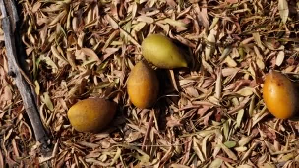 Ripe Argan Nuts Lay Ground Harvesting Nuts Give Famous Argan — Stock Video