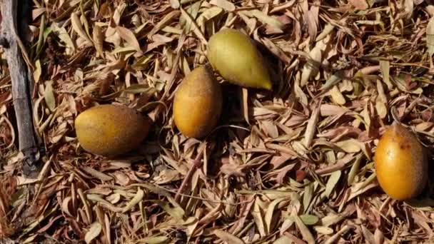 成熟的Argan坚果躺在地上收割 坚果提供了著名的富含脂肪酸的Argan油 可用于烹调和化妆品 — 图库视频影像
