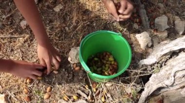 İnsanlar hasat sırasında yerde yatan olgun Argan fındıklarını topluyor. Fındıklar ünlü Argan yağına yağ asitleri bakımından zengindir ve yemek ve kozmetikte kullanılır..