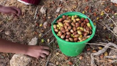 İnsanlar hasat sırasında yerde yatan olgun Argan fındıklarını topluyor. Fındıklar ünlü Argan yağına yağ asitleri bakımından zengindir ve yemek ve kozmetikte kullanılır..