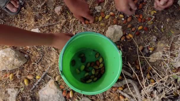 Люди Собирают Спелые Орехи Аргана Которые Лежат Земле Время Сбора — стоковое видео