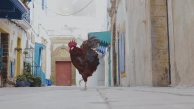 Bir horoz, Fas 'ın Essaouira kentindeki Medine' de (eski kasaba) huzurlu ve boş bir sokakta öter. Fas 'ın turistik seyahat beldesi.