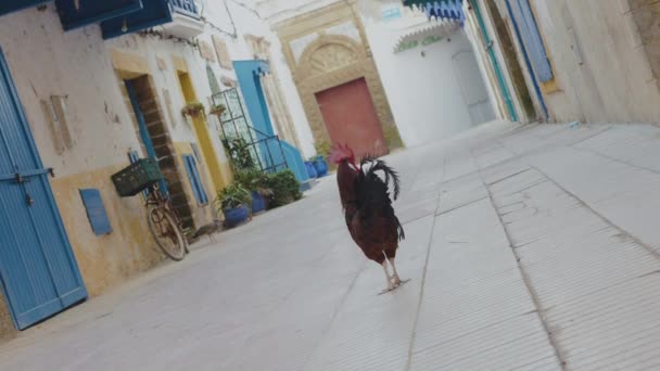 Kohout Vrány Klidné Prázdné Uličce Medina Staré Město Essaouira Maroko — Stock video