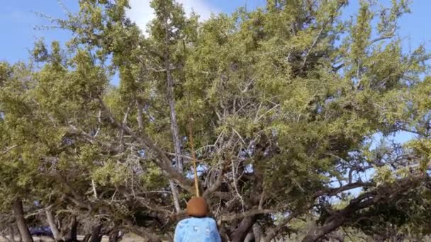 Argan Ořechy Sklizeň Essaouira Maroko Získávání Ořechy Třepáním Větví Holí — Stock video