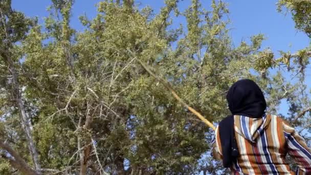 Zbiory Orzechów Arganowych Essaouira Maroko Uzyskiwanie Orzechów Przez Potrząsanie Gałęziami — Wideo stockowe
