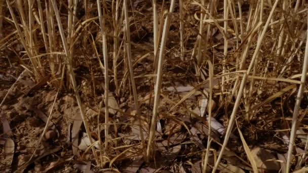 Pěstovaná Pšeničná Pole Maroku Období Sucha Suchá Půda Pšenice Připravená — Stock video