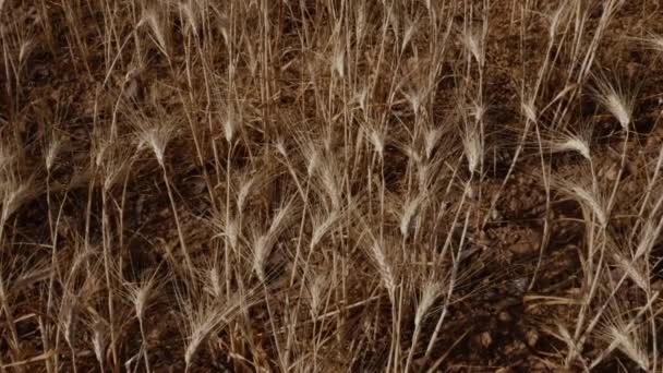Pěstovaná Pšeničná Pole Maroku Období Sucha Pšenice Připravená Sklizeň Oddálit — Stock video