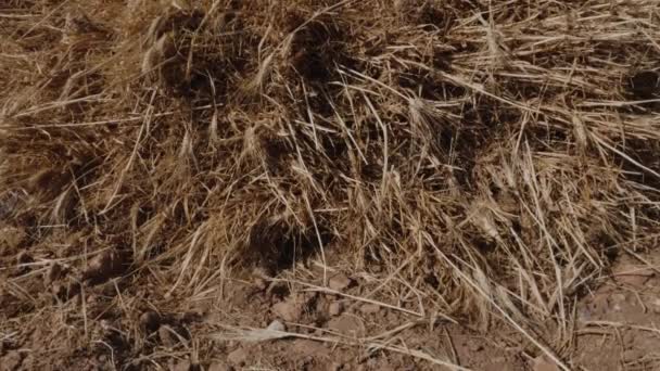 Weizenernte Ein Haufen Weizen Auf Trockenem Ackerland Der Nähe Von — Stockvideo