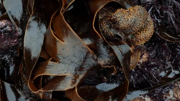 海蔬菜在摩洛哥埃索维拉的海岸 美丽的抽象自然背景 — 图库视频影像