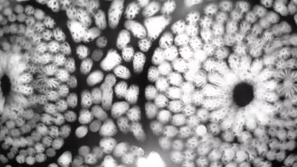 モロッコ 複雑な花のパターンを持つアラビア真鍮ランプ 白黒の抽象的な背景映像 — ストック動画