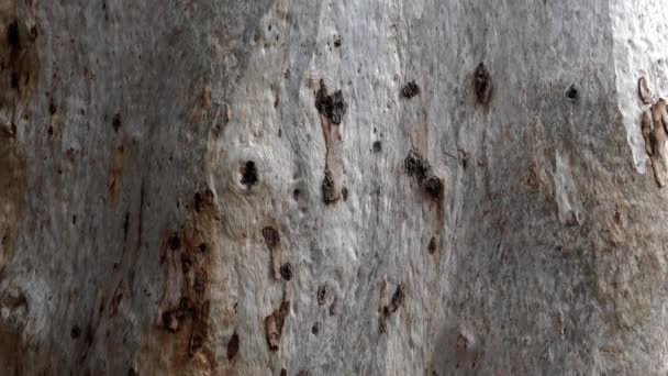 Corteza Primer Plano Árbol Eucalipto Eucalypteae Textura Abstracta Naturaleza Material — Vídeo de stock