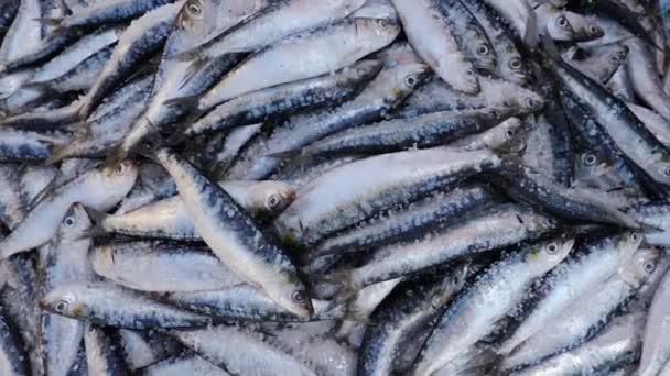Encerramento Das Sardinhas Recém Capturadas Gelo Mercado Peixe Essaouira Marrocos — Vídeo de Stock