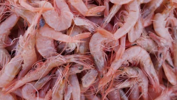 Closeup Fresh Shrimps Fish Market Essaouira Morocco Background Food Footage — Stock Video