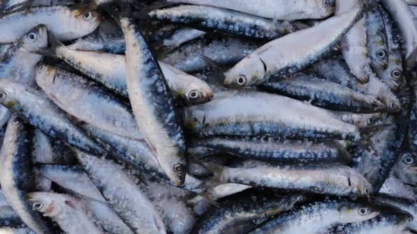 Primer Plano Las Sardinas Recién Capturadas Hielo Mercado Pescado Essaouira — Vídeos de Stock