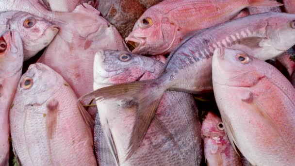 Gros Plan Poissons Dentex Gibbosus Fraîchement Pêchés Marché Aux Poissons — Video