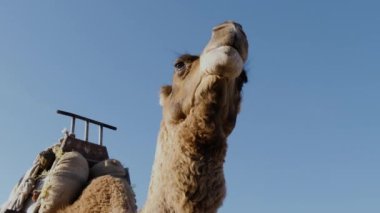 Bir deve (dromedary) kafaya yakın, Essaouira, Fas sahilinde turistleri bekliyor. Boşluğu kopyala.