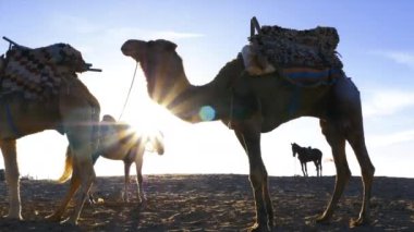 Develerin ve atların siluetleri Essaouira, Fas sahillerinde turistleri bekliyor..