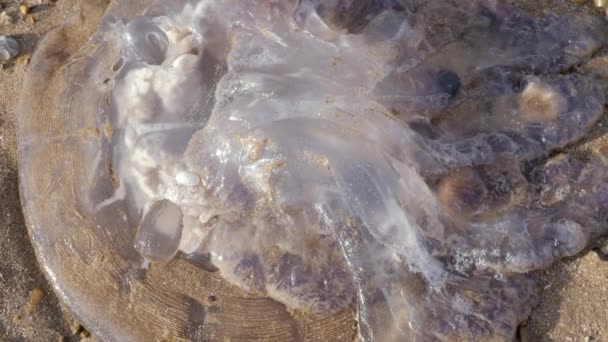 Огромная Белая Медуза Морская Медуза Пляже Сувейра Марокко Камера Вращается — стоковое видео