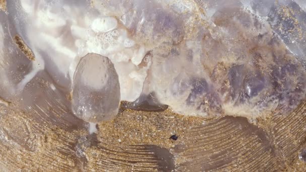 Grandes Medusas Blancas Jalea Marina Playa Essaouira Marruecos Cámara Alejándose — Vídeo de stock