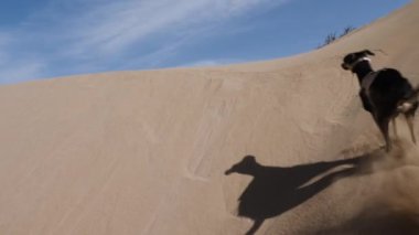 Siyah bir Sloughi köpeği (Arap tazısı, Kuzey Afrika tazısı) Essaouira, Fas 'ta bir kum tepesinde koşar..