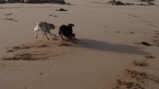 在摩洛哥的Essaouira海滩上 快乐的宠物 一只棕色和一只黑色的Sloughi狗 北非灰狗 阿拉伯灰狗 在玩耍 — 图库视频影像