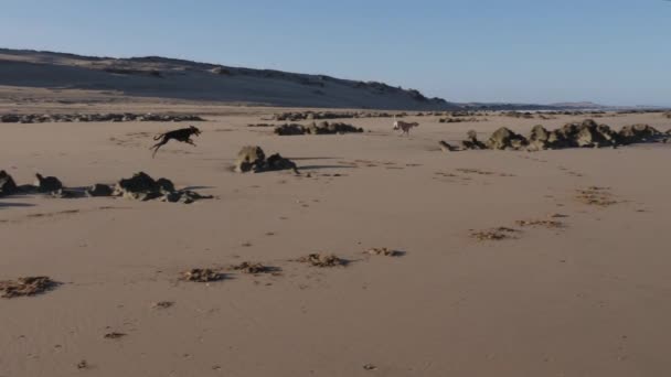 Cão Sloughi Marrom Preto Galgo Árabe Galgo Norte Africano Corre — Vídeo de Stock