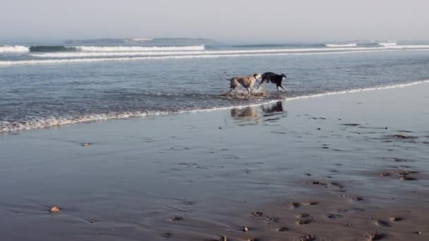 水中で遊ぶハッピーペット モロッコのエサオイラのビーチで遊ぶ茶色と黒のスロウイ犬 アラビア語の灰色の猟犬 北アフリカの灰色の猟犬 — ストック動画