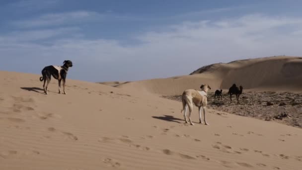 Two Sloughi Dogs Arabian Greyhound North African Greyhound Watch Camel — Wideo stockowe