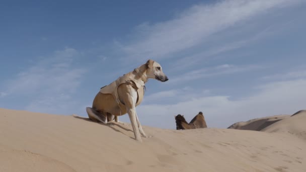 Velbloud Žvýká Vtipné Zvířecí Video Sloughi Pes Arabský Chrt Severoafrický — Stock video