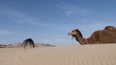Deve köpek ısırıyor, komik bir hayvan videosu. Sloughi köpekleri (Arap tazısı, Kuzey Afrika tazısı) bir kum tepesi üzerinde bir deveye (dromedary) yakın, Essaouira, Fas. Yavaş çekim.
