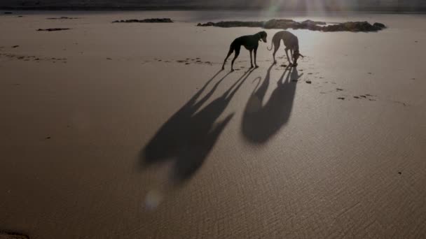 モロッコのエサオイラのビーチで大きな影を持つ2匹のスロウイ犬 アラビア語のグレイハウンド 北アフリカのグレイハウンド のシルエット — ストック動画