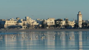 Beach with seagulls and with the city skyline of the coastal town Essaouira. Beautiful morning light. Touristic travel destination of Morocco.